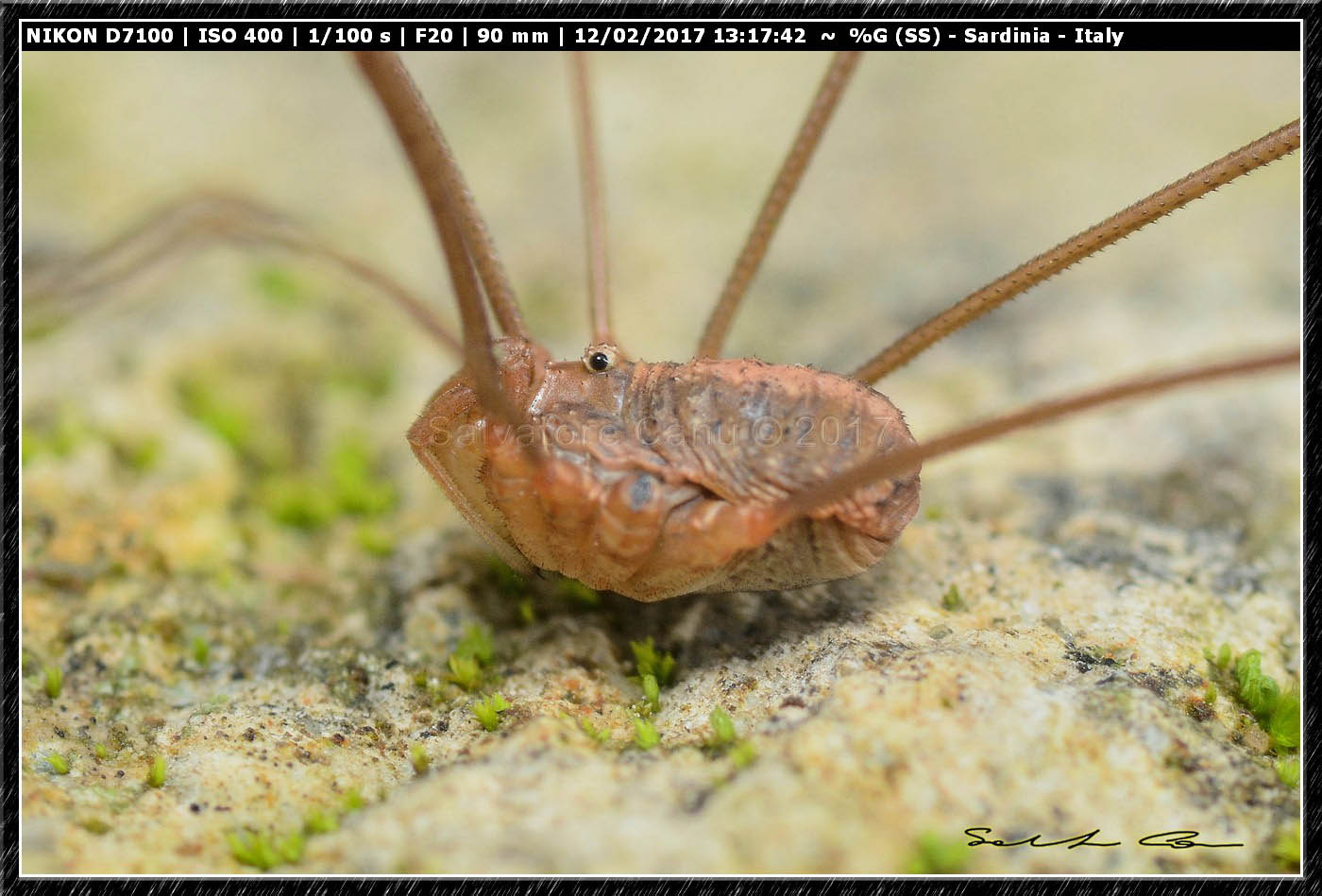 Opilio canestrinii ♂ (Thorell, 1876) Phalangiidae